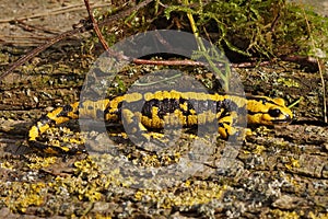 Bright yellow Tendi fire salamander (Salamandra bernardezi) crawling on the wooden surface photo