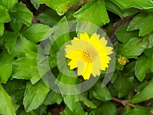 Bright Yellow trailing daisy groundcover