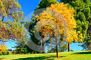 Bright yellow tree in Adelaide city park