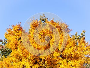 Bright yellow tree canopy in early autumn