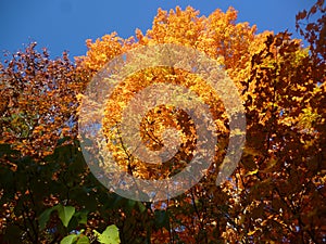 Bright Yellow tree with other changing foliage