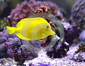 Bright yellow tropical fish swimming