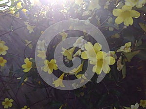 Bright yellow trumpet lily`s