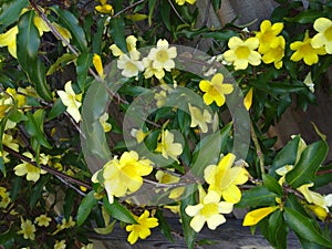 Bright yellow trumpet lily`s