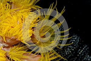 Bright Yellow Tubastrea