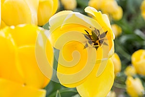 Bright yellow tulip, close up, with petals open to expose a dark start shaped center