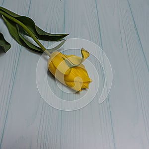 A bright yellow tulip with a long stem and green leaves.