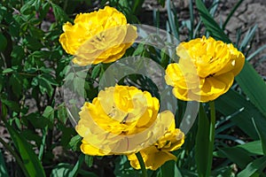 Bright yellow tulips on a flower bed