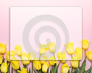 Bright yellow tulips on a pink background with a transparent frame.