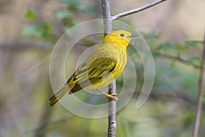 Bright yellow warbler bird in a wildlife landscape with a green forest scene