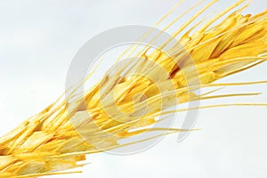 Bright yellow wheat stem with grains on white background close up.