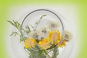 Bright yellow and white dandelions in a round glass vase, natural background, concept of spring, summer, holidays and