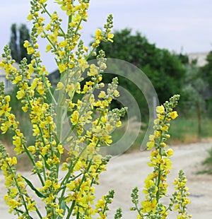 Bright yellow wild field flower blurred background countryside in summer sunny day countryroad and trees macro square photo