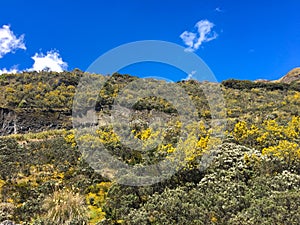 BRIGHT YELLOW WILD FLOWERS ON ANDES MOUNTAINS, EL CAJAS NATIONAL PARK