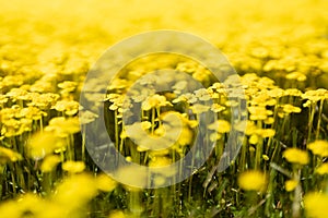 Bright yellow wild tiny flowers on spring meadow in bloom closeup, macro, blur in sunny day. Beautiful spring floral natural.