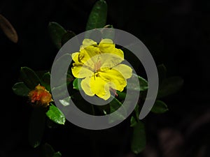 Bright yellow wildflower in sunshine