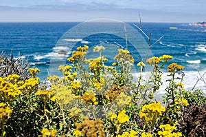 Bright yellow wildflowers in bloom along the Pacific Coast Highway in California near Big Sur