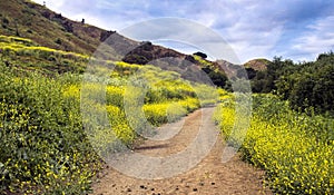 Bright yellow wildflowers cover burned area from California fire landscape