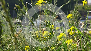 Bright yellow wildflowers on green stalks near the highway