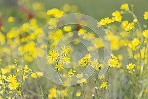 Bright yellow wildflowers Senecio vernalis, Asteraceae on spring  mountain meadow