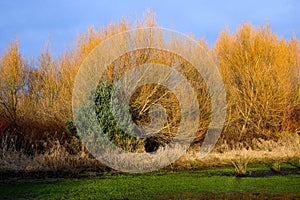 Bright yellow willow branches highlighted by late afternoon sun on a stormy day, as a dramatic nature background