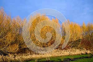 Bright yellow willow branches highlighted by late afternoon sun on a stormy day, as a dramatic nature background