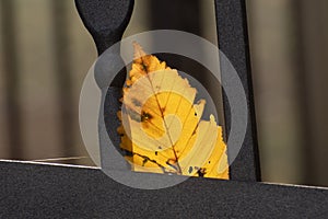 The  bright yellow withered autumn leaf caught on a black metal fence in the ray