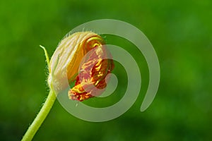 Bright yellow zucchini flower