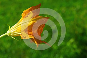 Bright yellow zucchini flower