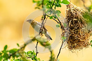 Bright and yellowish female Asian Golden Weaver perching on perch near its nest