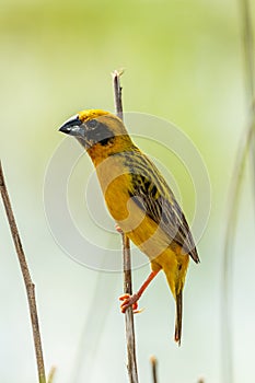 Bright and yellowish male Asian Golden Weaver perching on dried perch, looking into a distance