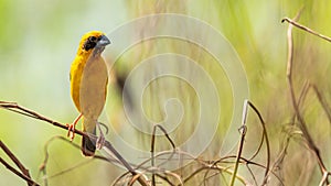 Bright and yellowish male Asian Golden Weaver perching on dried perch, looking into a distance