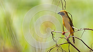 Bright and yellowish male Asian Golden Weaver perching on dried perch, looking into a distance