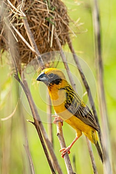 Bright and yellowish male Asian Golden Weaver perching on dried perch near its nest