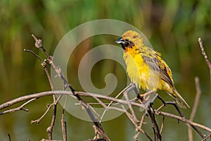 Bright and yellowish male Asian Golden Weaver perching on dried perch, puffing up plumage