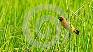 Bright and yellowish male Asian Golden Weaver perching on grass stem, looking into a distance