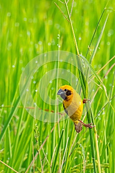 Bright and yellowish male Asian Golden Weaver perching on grass stem, looking into a distance