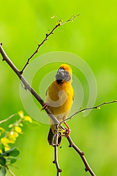 Bright and yellowish male Asian Golden Weaver perching on Manila tamarind branch, looking into a distance