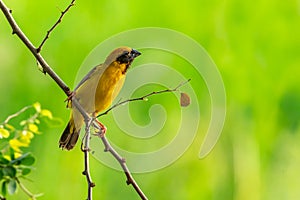 Bright and yellowish male Asian Golden Weaver perching on Manila tamarind branch, looking into a distance