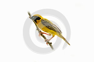 Bright and yellowish male Asian Golden Weaver perching on perch isolated on white background