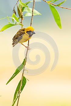 Bright and yellowish male Asian Golden Weaver perching on perch, looking into a distance