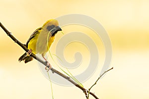 Bright and yellowish male Asian Golden Weaver perching on perch, looking into a distance