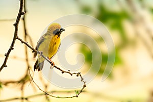 Bright and yellowish male Asian Golden Weaver perching on perch, looking into a distance