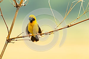 Bright and yellowish male Asian Golden Weaver perching on perch, looking into a distance