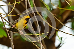 Bright and yellowish male Asian Golden Weaver perching on perch, looking into a distance