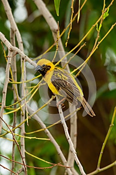 Bright and yellowish male Asian Golden Weaver perching on perch, looking into a distance