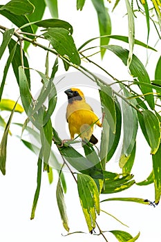 Bright and yellowish male Asian Golden Weaver perching on perch, looking into a distance