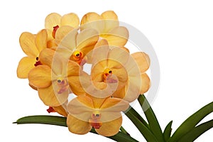Bright yelloww flowers of an orchid vanda