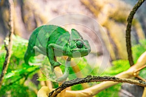 Bright Yemeni chameleon in green color