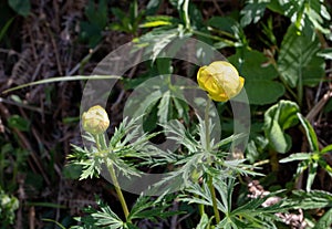 Bright yllow Trollius europaeus or globeflower flowers on the spring meadow